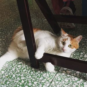 Close-up of cat on floor