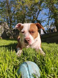 Portrait of dog on grass