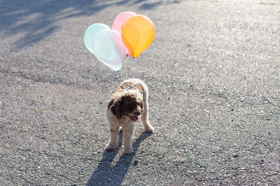 Dog with balloons standing on road during sunny day