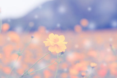 Close-up of flowering plant on field