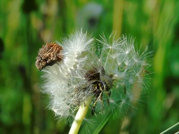 Close-up of dandelion flower