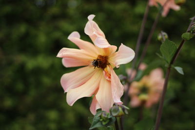 Close-up of bee on flower