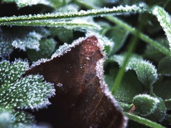 Close-up of frozen plant