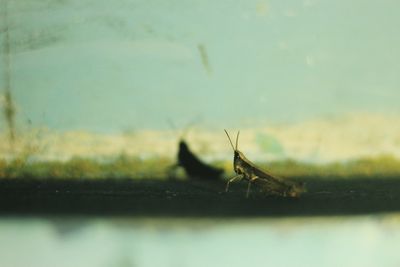 Close-up of insect on table