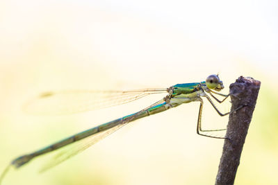 Close-up of dragonfly on a plant