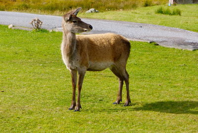 Red deer in agarden