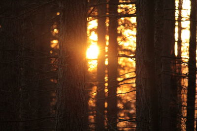 View of trees at sunset