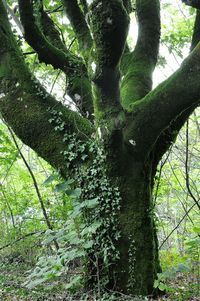 Low angle view of tree in forest