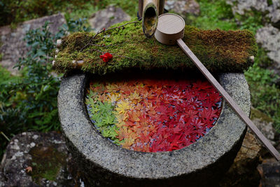 Plants growing on rock in garden