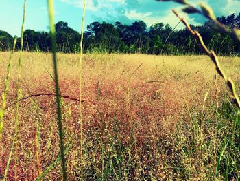 grass