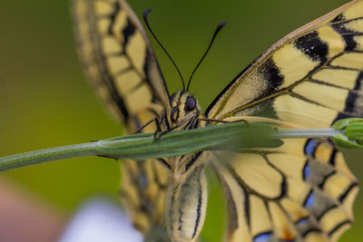 Close-up of butterfly on leaf