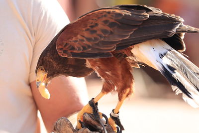 Close-up of bird in hand eagle