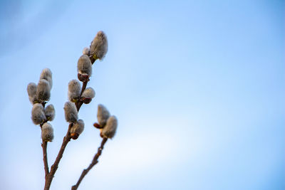 Low angle view of plants against clear blue sky