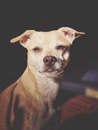 Close-up portrait of dog looking at camera