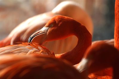 Close-up of flamingoes at tierpark berlin