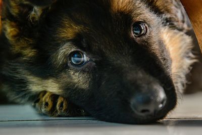 Close-up portrait of dog
