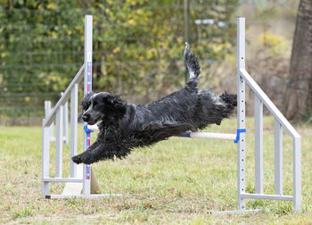 Close-up of dog on field