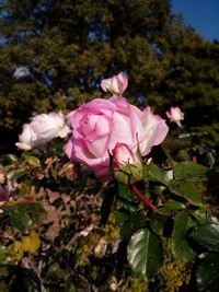 Close-up of pink flowers