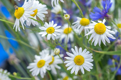 Close-up of white daisy flowers