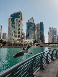 View of city by swimming pool against buildings
