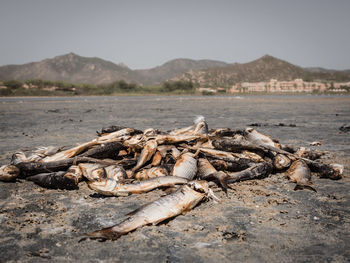 Driftwood on beach