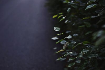 Close-up of plant growing on tree