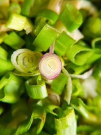 Full frame shot of green plant