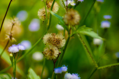 Close-up of flowering plant