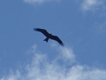 Low angle view of bird flying against sky