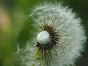 Close-up of dandelion