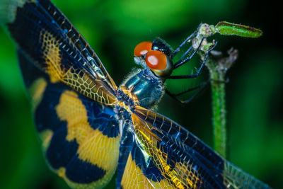 Close-up of butterfly