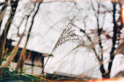 Close-up of tree branch in winter