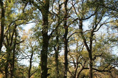 Low angle view of trees against sky