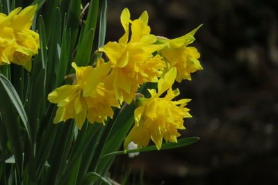 Close-up of yellow daffodil flowers