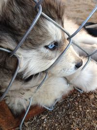 Close-up of dog