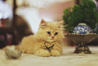 Close-up portrait of cat