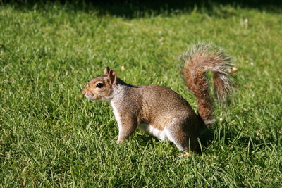 Side view of rabbit on field