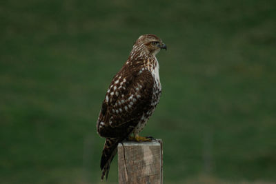 Falcon watching for prey