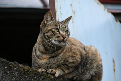 Close-up of a cat looking away