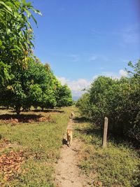 Scenic view of trees on landscape against sky