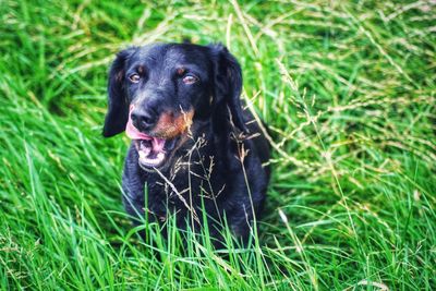 Dog looking away on field