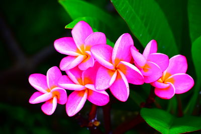 Close-up of pink flowers blooming outdoors