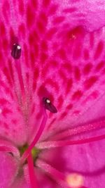 Macro shot of pink flower