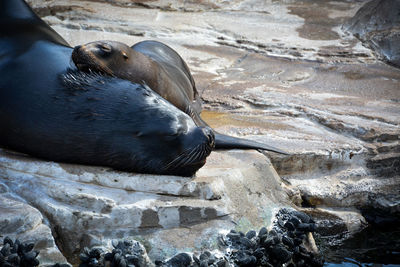 Seal with pup in zoo resting on rock
