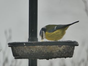 Close-up of bird perching on feeder