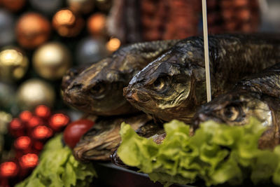 Close-up of turtle in market