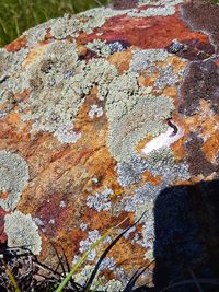 Close-up of lichen on rock