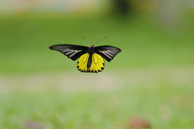 Close-up of butterfly pollinating on flower