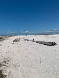 Bird enjoy day at the beach