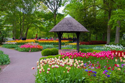 Pink flowers in garden